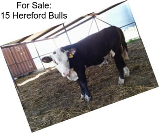 For Sale: 15 Hereford Bulls