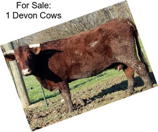 For Sale: 1 Devon Cows