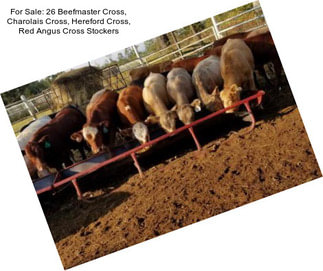 For Sale: 26 Beefmaster Cross, Charolais Cross, Hereford Cross, Red Angus Cross Stockers