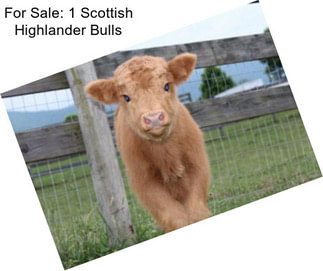 For Sale: 1 Scottish Highlander Bulls