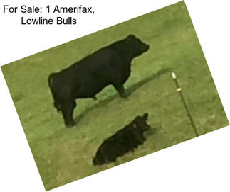 For Sale: 1 Amerifax, Lowline Bulls