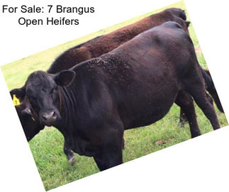 For Sale: 7 Brangus Open Heifers