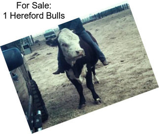 For Sale: 1 Hereford Bulls