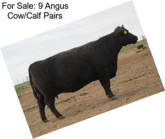 For Sale: 9 Angus Cow/Calf Pairs