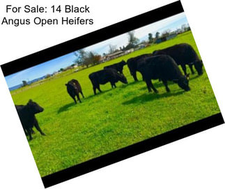 For Sale: 14 Black Angus Open Heifers