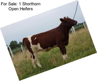 For Sale: 1 Shorthorn Open Heifers