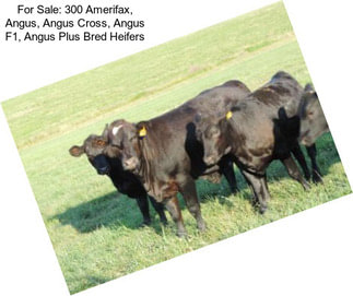 For Sale: 300 Amerifax, Angus, Angus Cross, Angus F1, Angus Plus Bred Heifers