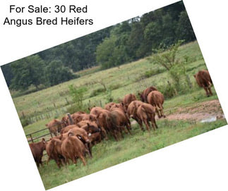 For Sale: 30 Red Angus Bred Heifers