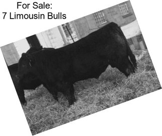 For Sale: 7 Limousin Bulls