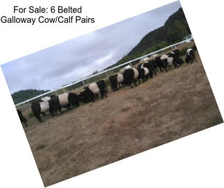 For Sale: 6 Belted Galloway Cow/Calf Pairs