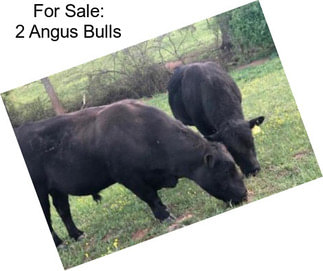 For Sale: 2 Angus Bulls