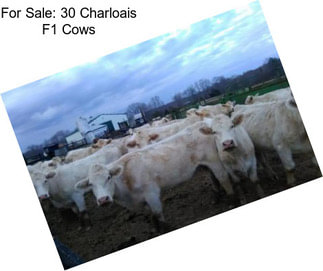 For Sale: 30 Charloais F1 Cows