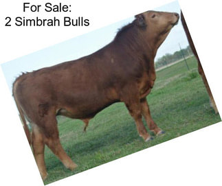 For Sale: 2 Simbrah Bulls