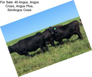 For Sale: 40 Angus, Angus Cross, Angus Plus, SimAngus Cows