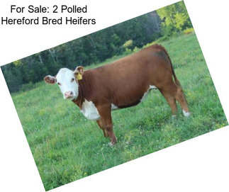 For Sale: 2 Polled Hereford Bred Heifers