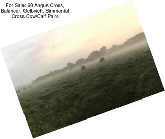 For Sale: 60 Angus Cross, Balancer, Gelbvieh, Simmental Cross Cow/Calf Pairs