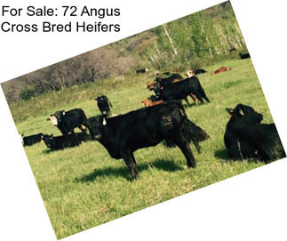 For Sale: 72 Angus Cross Bred Heifers