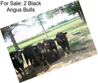 For Sale: 2 Black Angus Bulls