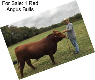 For Sale: 1 Red Angus Bulls