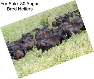 For Sale: 80 Angus Bred Heifers