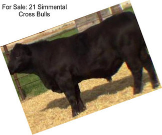For Sale: 21 Simmental Cross Bulls