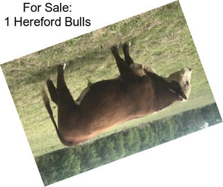 For Sale: 1 Hereford Bulls