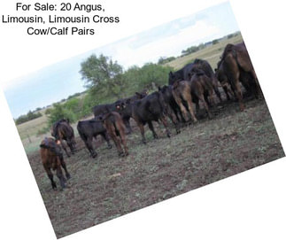 For Sale: 20 Angus, Limousin, Limousin Cross Cow/Calf Pairs