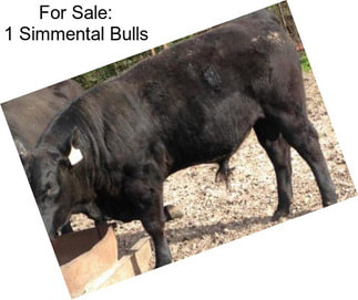 For Sale: 1 Simmental Bulls