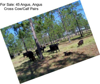 For Sale: 45 Angus, Angus Cross Cow/Calf Pairs