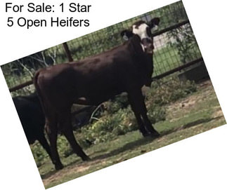 For Sale: 1 Star 5 Open Heifers