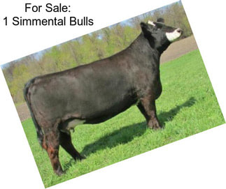 For Sale: 1 Simmental Bulls