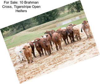 For Sale: 10 Brahman Cross, Tigerstripe Open Heifers