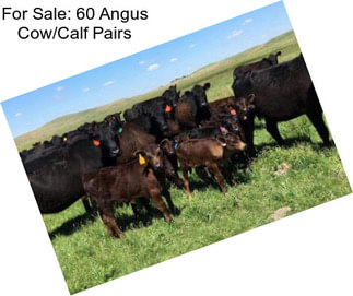 For Sale: 60 Angus Cow/Calf Pairs