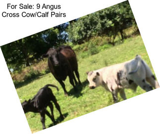 For Sale: 9 Angus Cross Cow/Calf Pairs