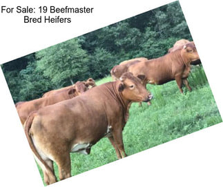 For Sale: 19 Beefmaster Bred Heifers