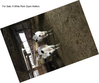 For Sale: 5 White Park Open Heifers