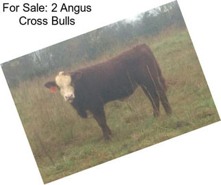 For Sale: 2 Angus Cross Bulls