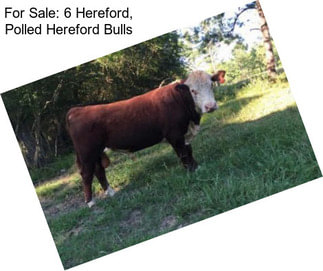 For Sale: 6 Hereford, Polled Hereford Bulls