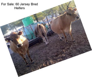 For Sale: 60 Jersey Bred Heifers