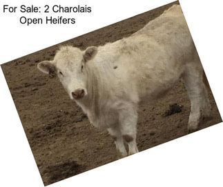 For Sale: 2 Charolais Open Heifers