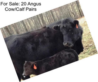 For Sale: 20 Angus Cow/Calf Pairs