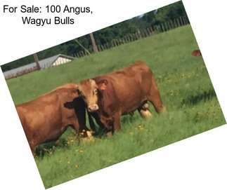 For Sale: 100 Angus, Wagyu Bulls