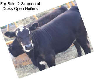 For Sale: 2 Simmental Cross Open Heifers