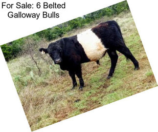 For Sale: 6 Belted Galloway Bulls