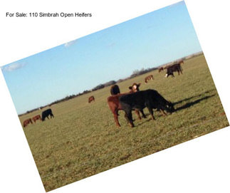 For Sale: 110 Simbrah Open Heifers