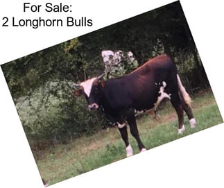 For Sale: 2 Longhorn Bulls