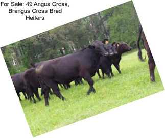 For Sale: 49 Angus Cross, Brangus Cross Bred Heifers