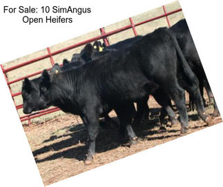 For Sale: 10 SimAngus Open Heifers