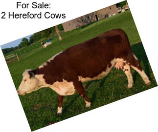 For Sale: 2 Hereford Cows