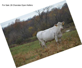 For Sale: 26 Charolais Open Heifers